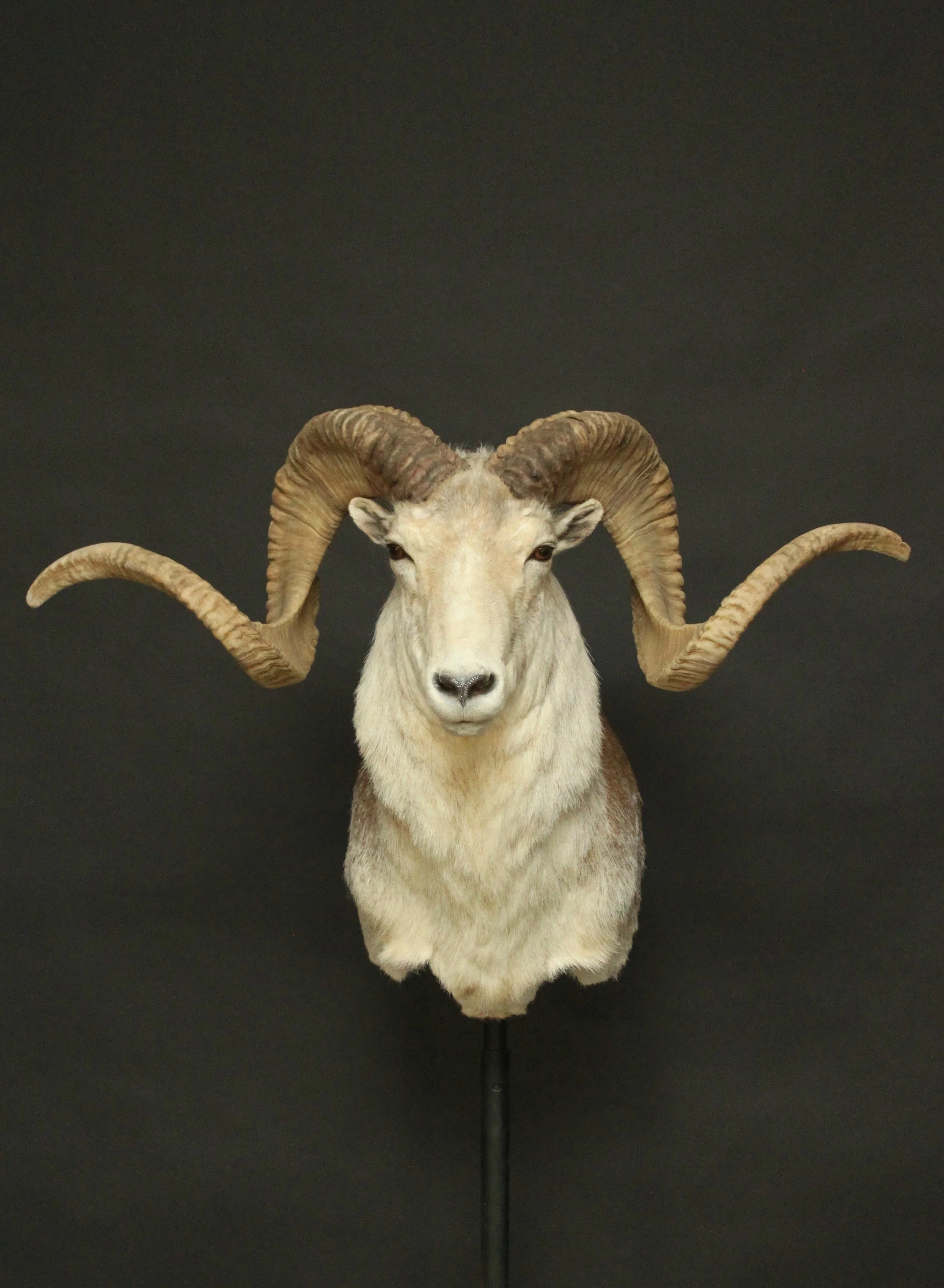 Marco Polo Sheep 1