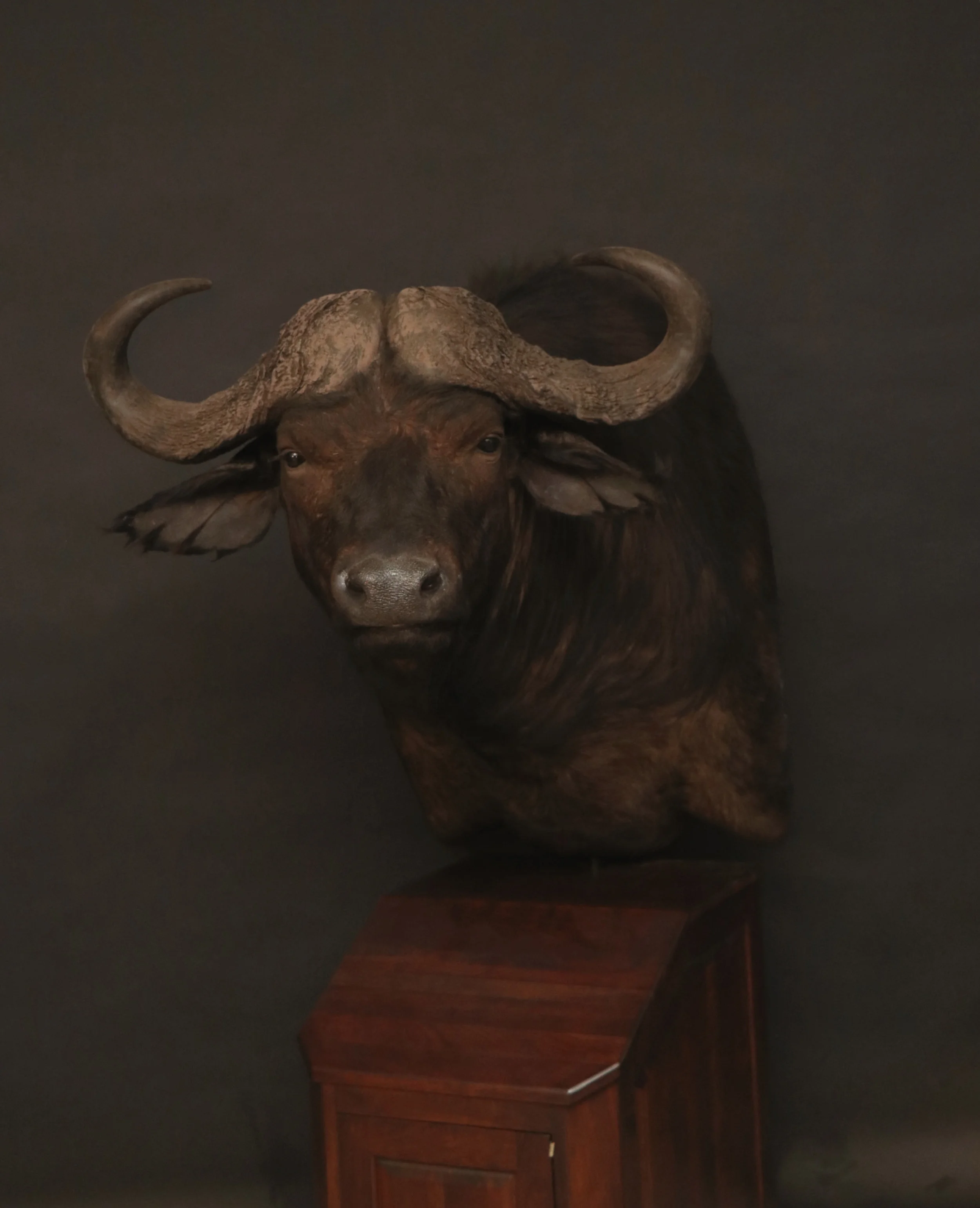 Buffalo (10) Cape Buffalo Pedestal