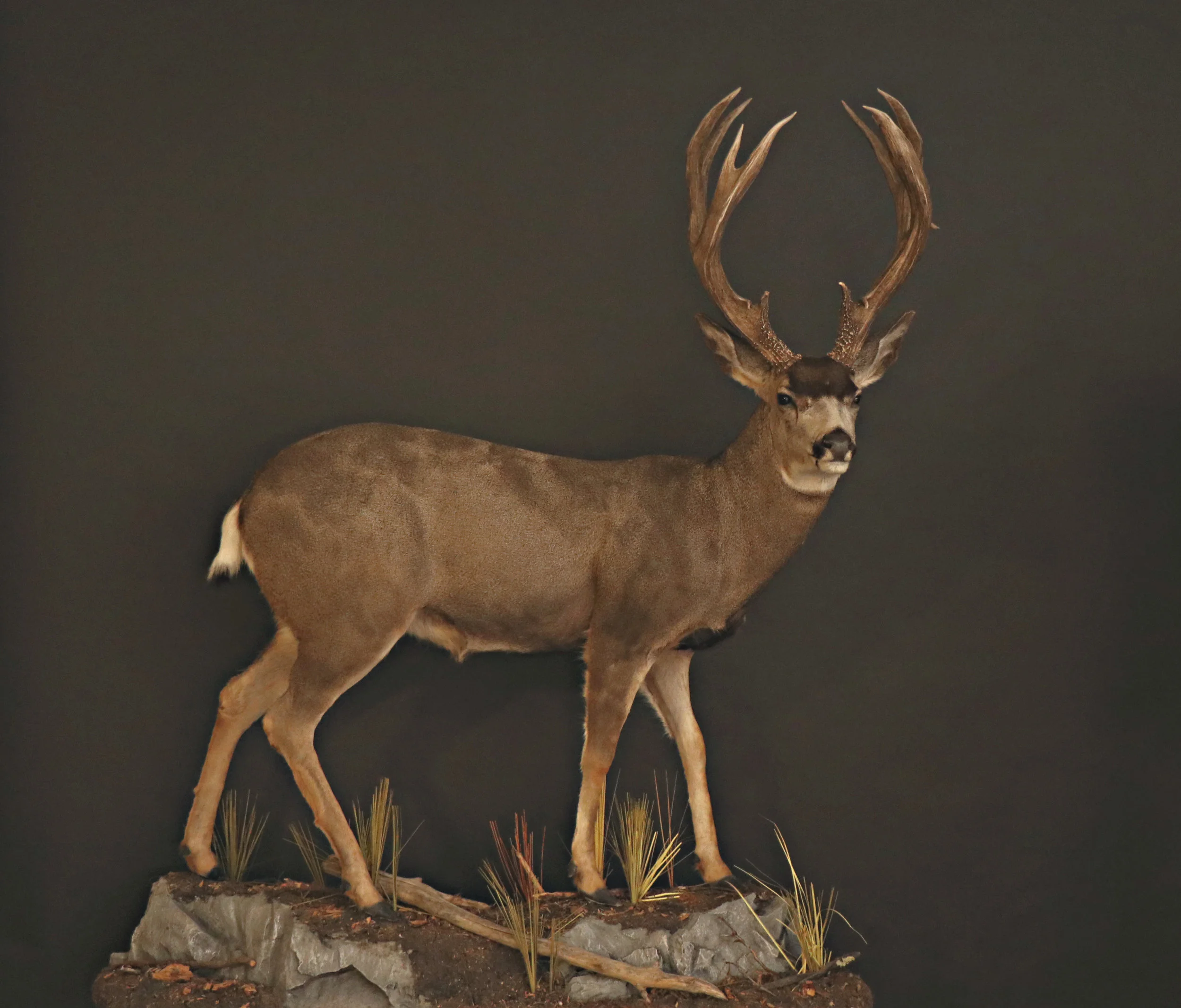 Lifesize Muledeer