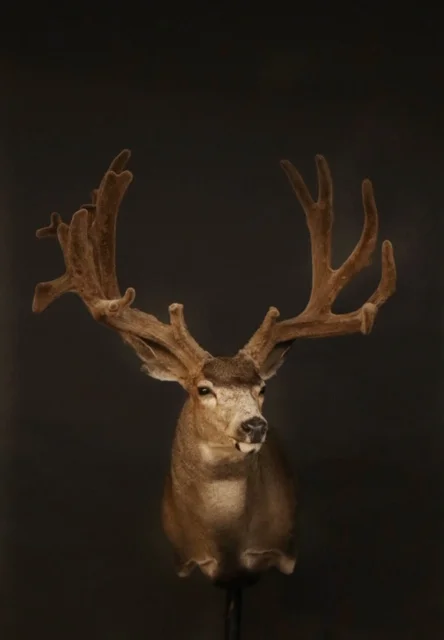 Mule 51.jpg