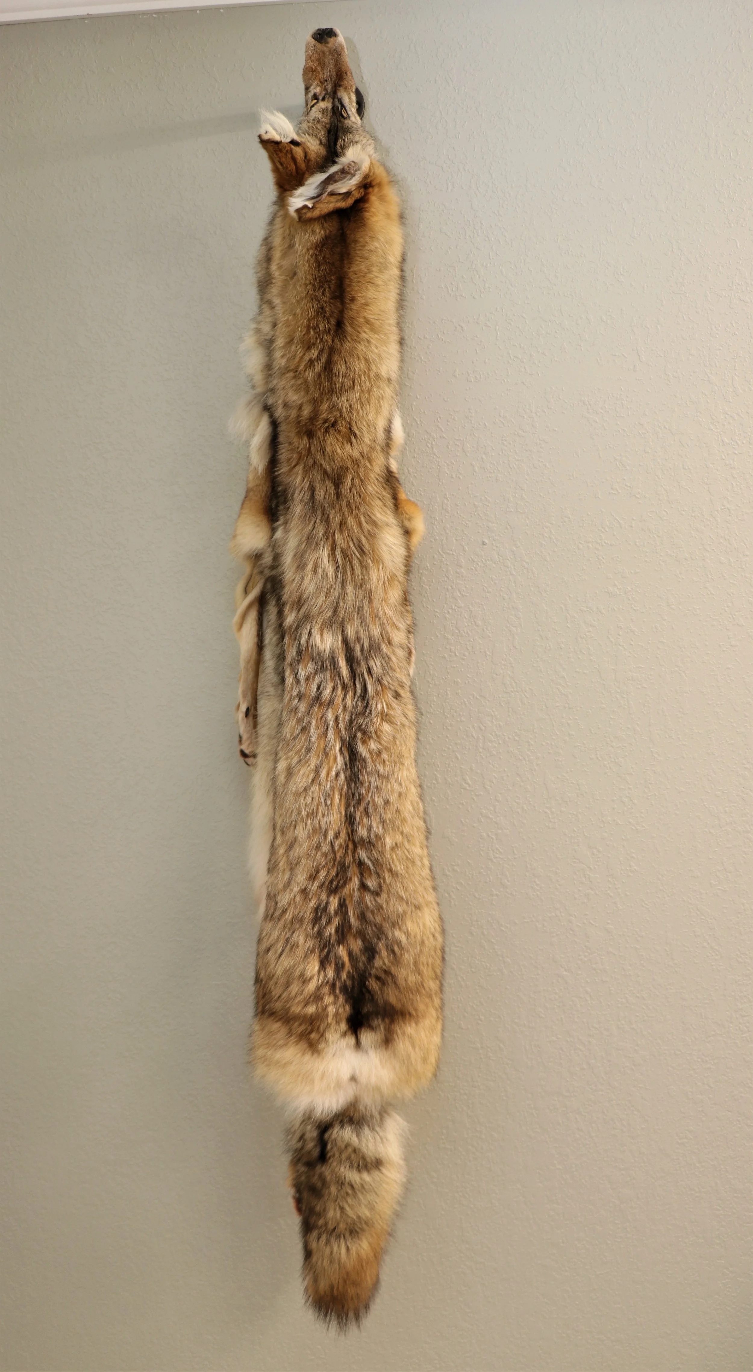 Coyote Tan