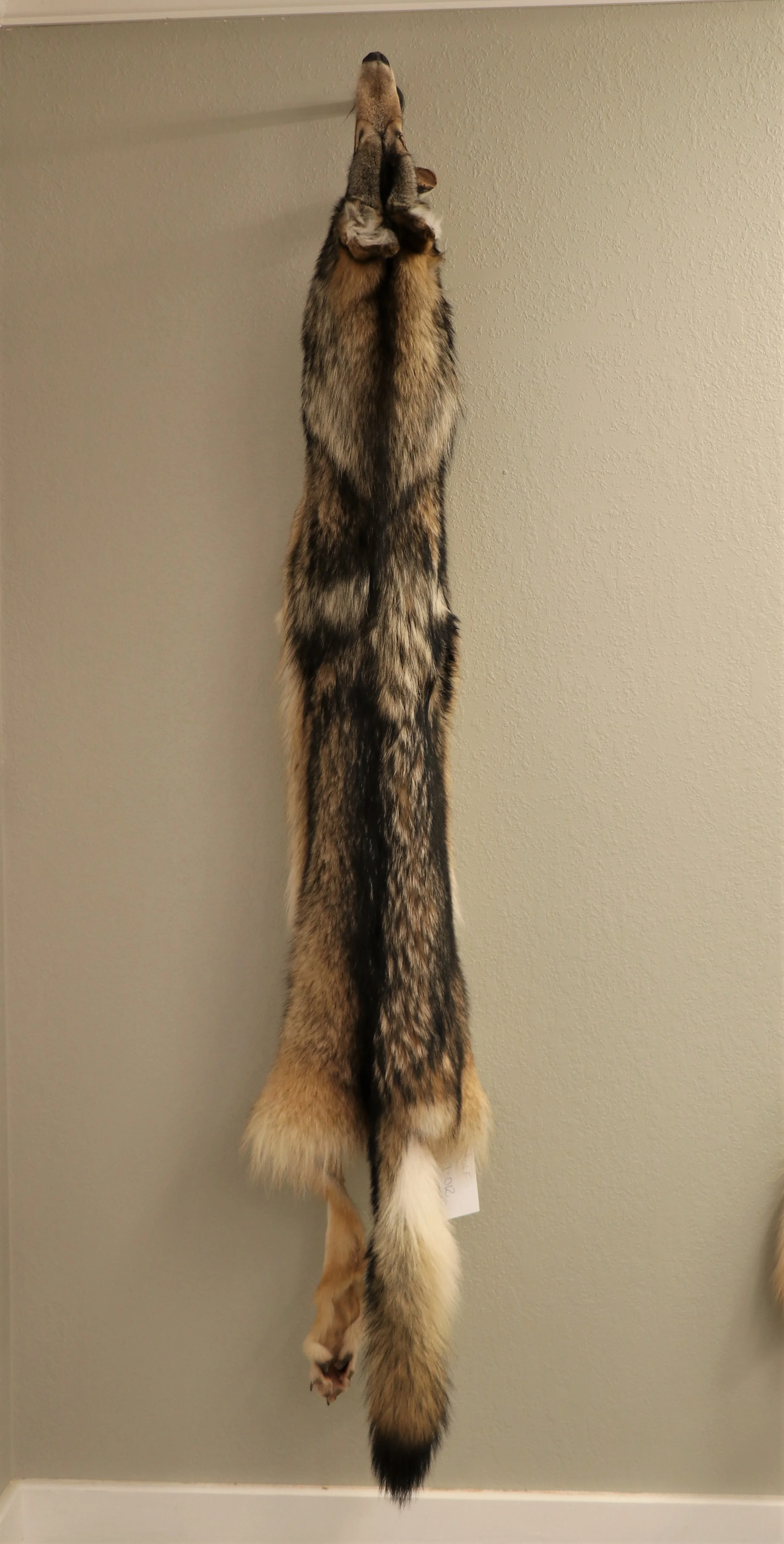 Wolf Soft Tan