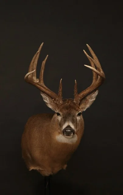 Whitetail 53.jpg