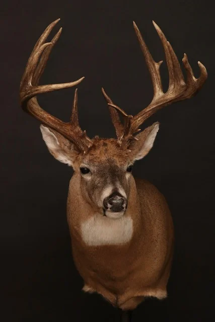 Whitetail 54.jpg