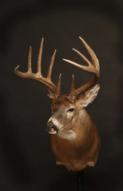 Whitetail 55.jpg