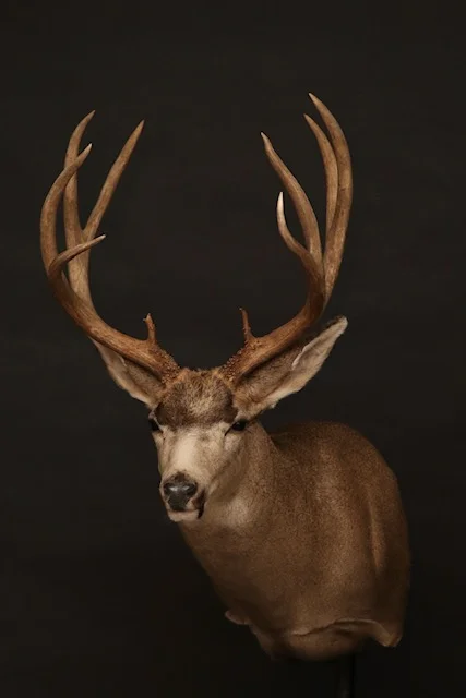 Mule 54.jpg