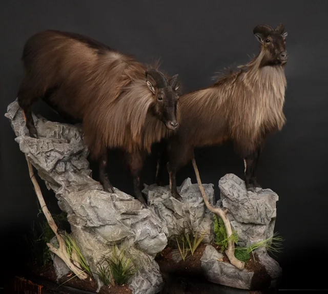 Tahr 5.jpg