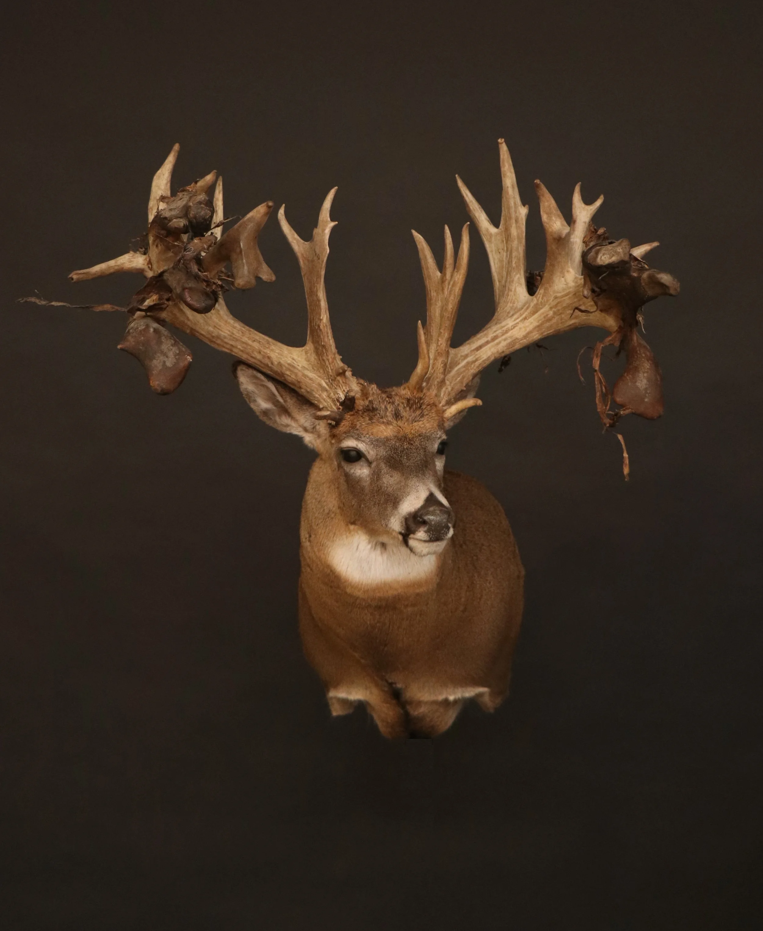 Whitetail 56