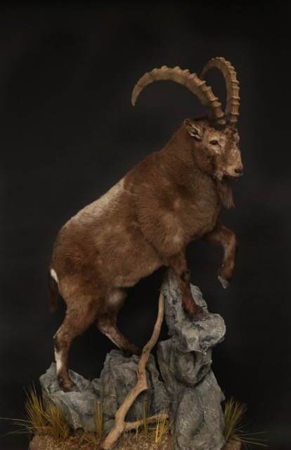 Ibex 4 Mid Asian Siberian