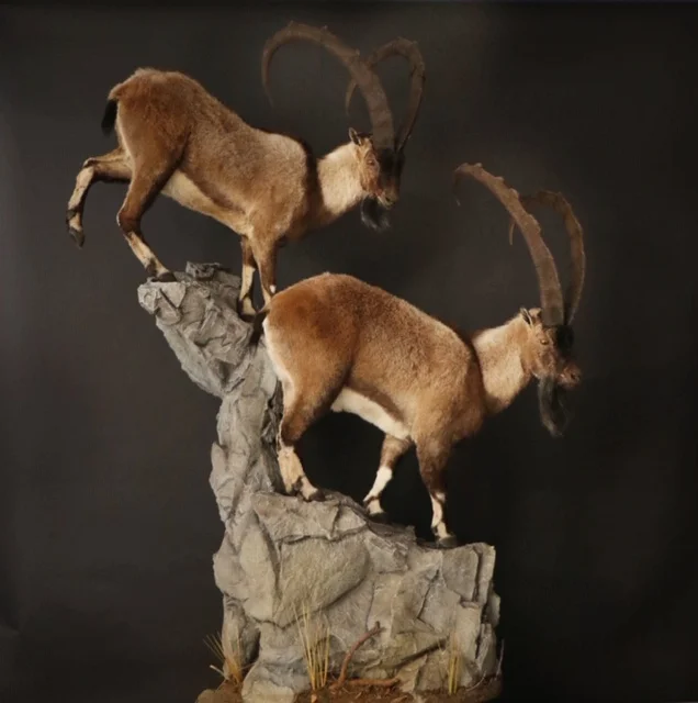Ibex 3