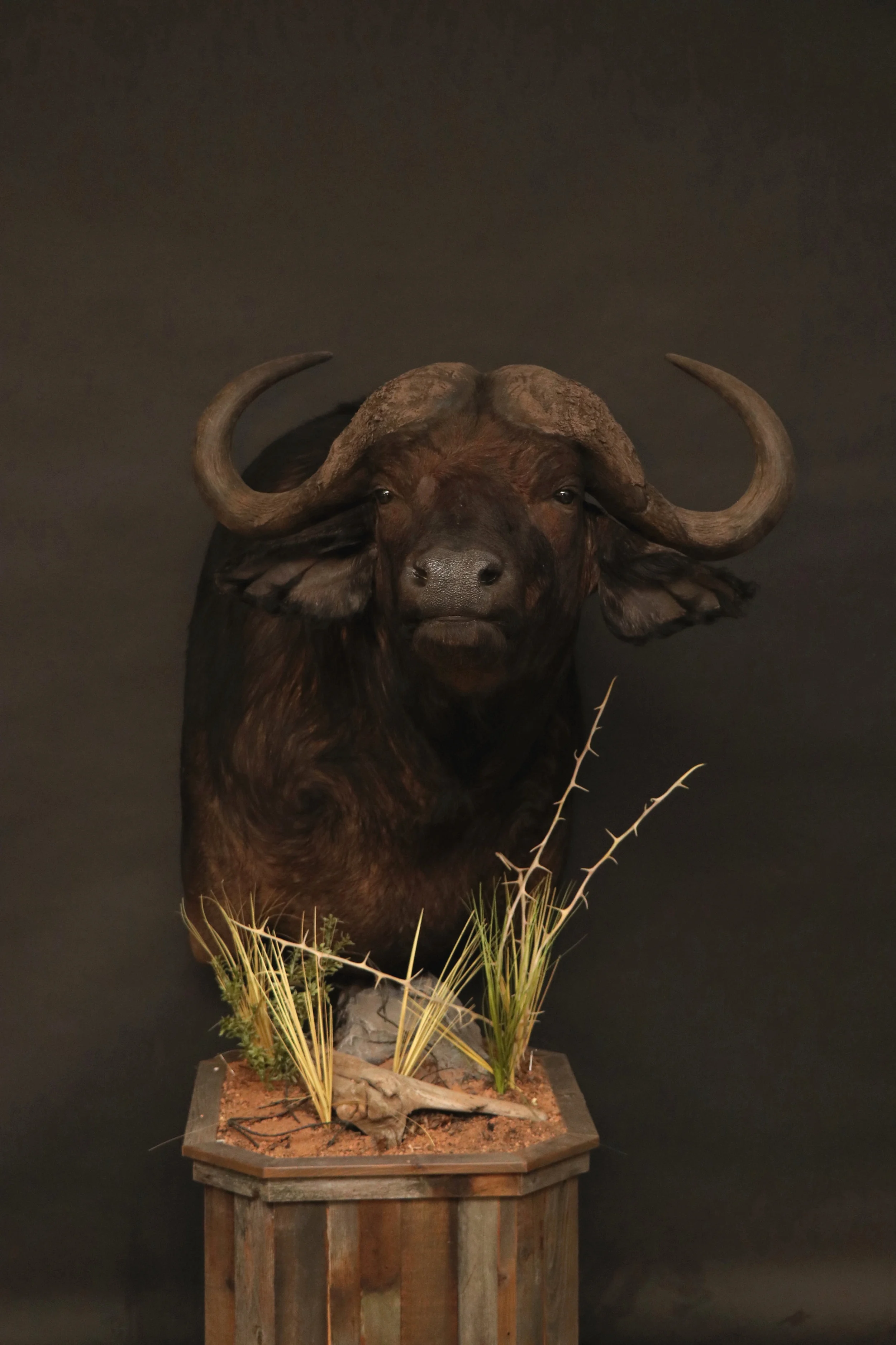 Buffalo (8) Cape Buffalo Pedestal