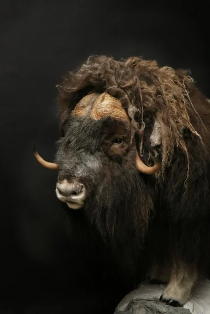 Muskox 4.jpg