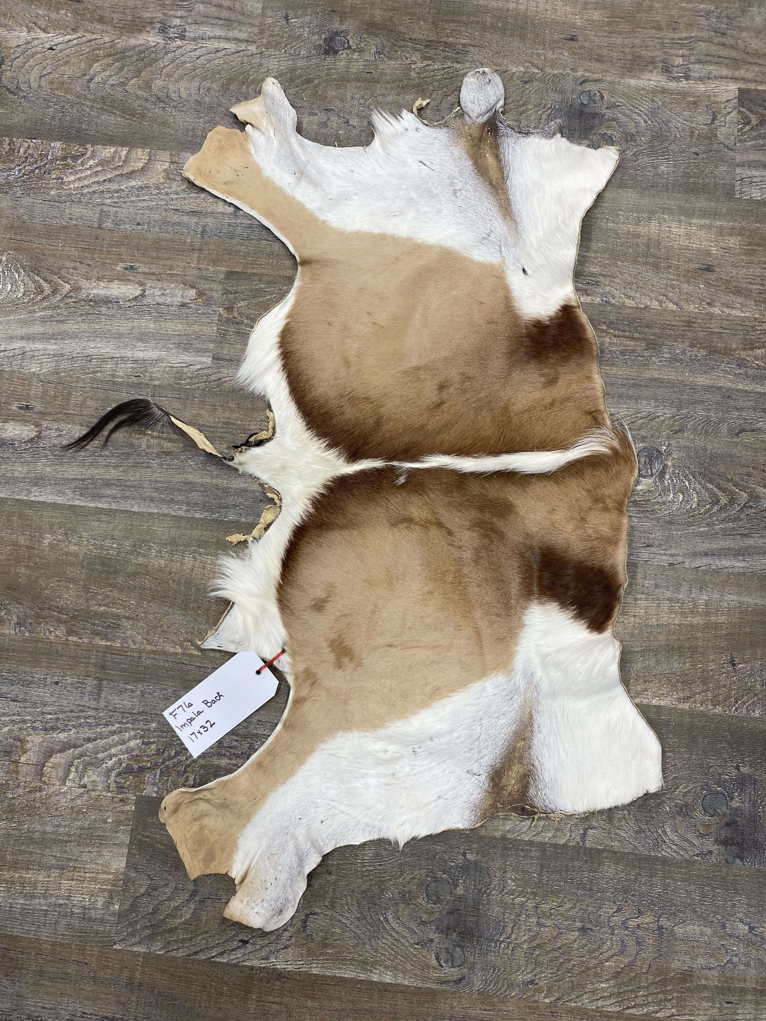 Sprinbok tanned backskin