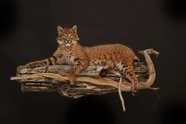 Bobcat_002.jpg