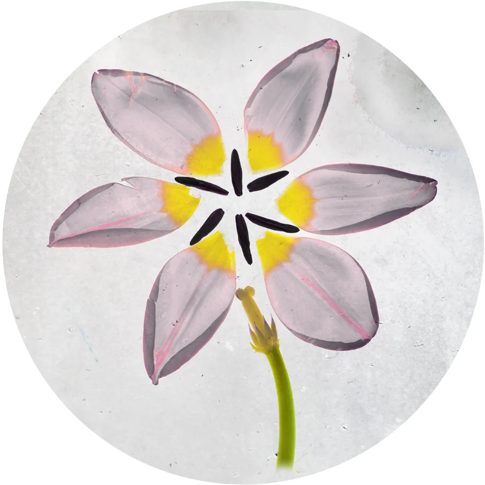 Deconstructed Tulip
