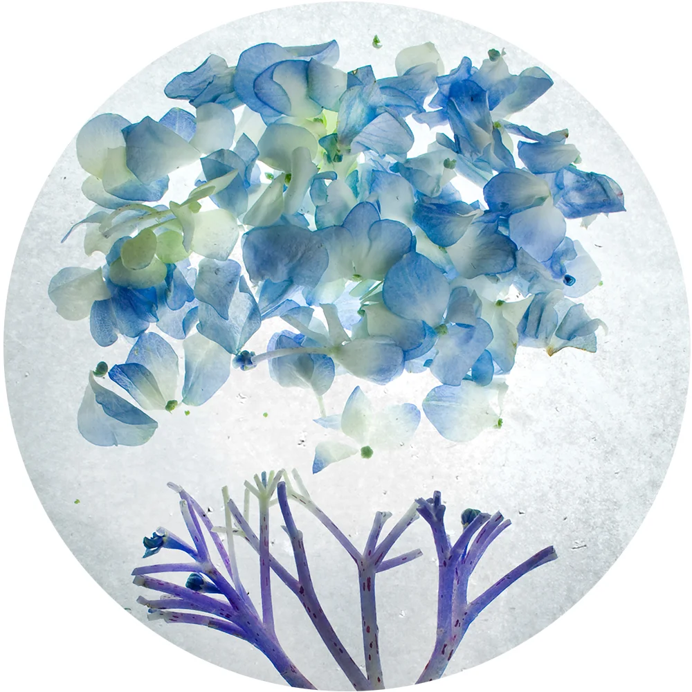Hydrangea