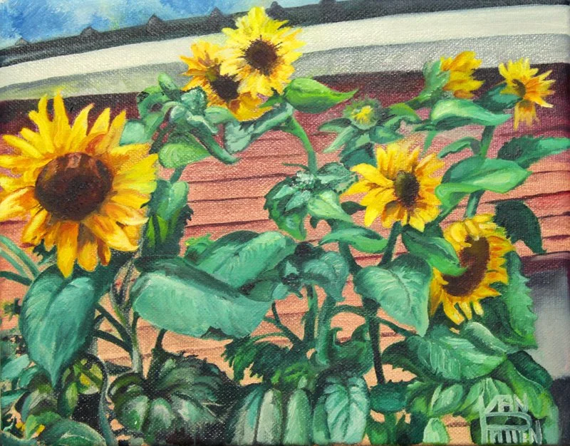 PetesSunflowers.jpg