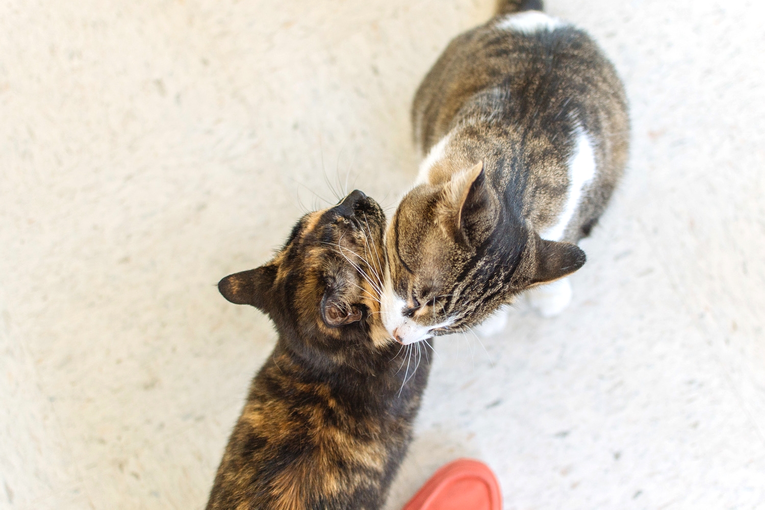 cats-11.jpg