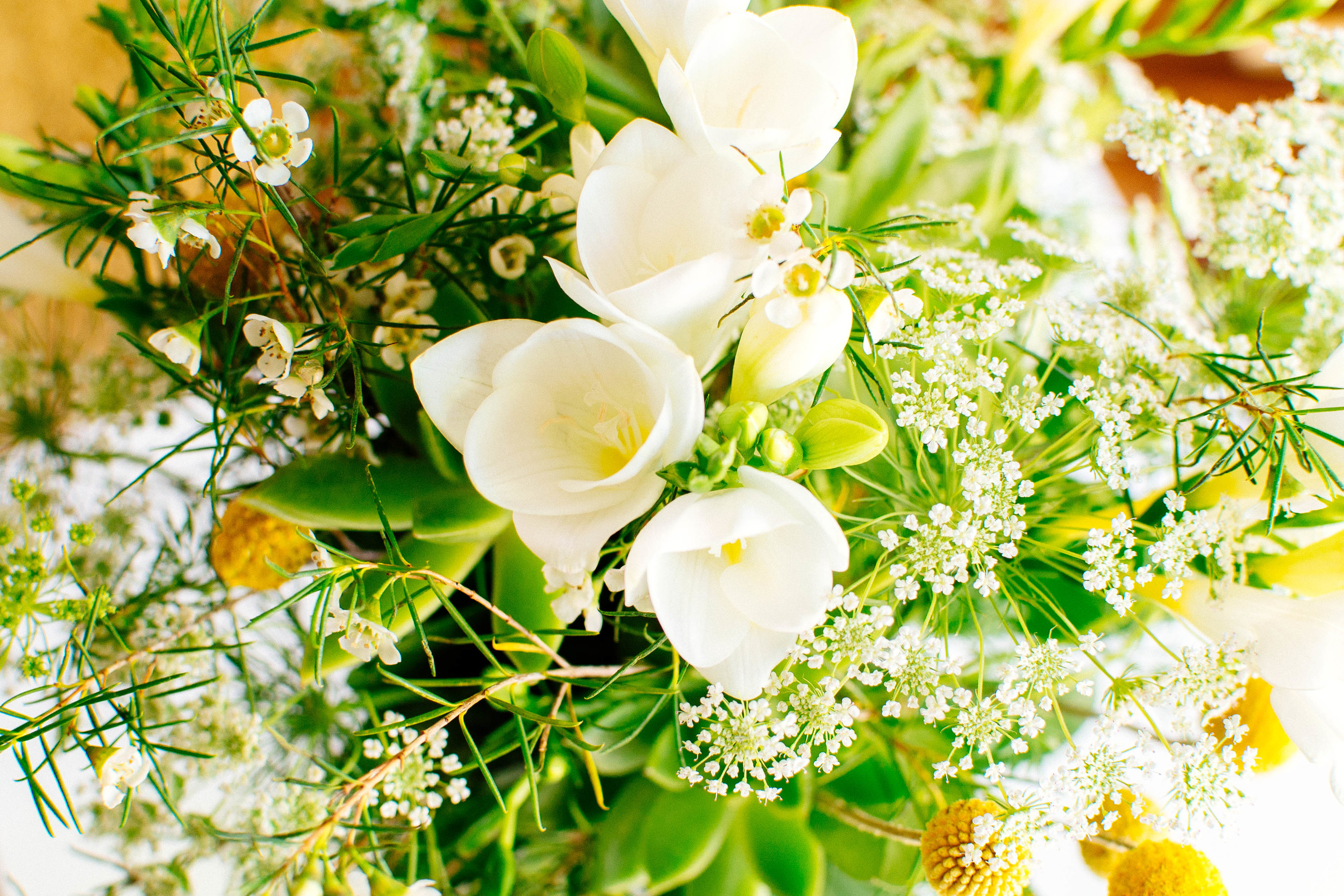 plants-4.jpg