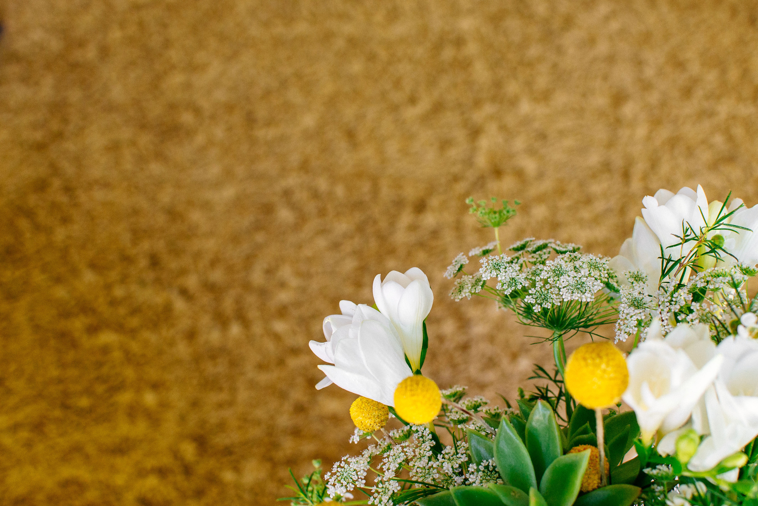 plants-11.jpg