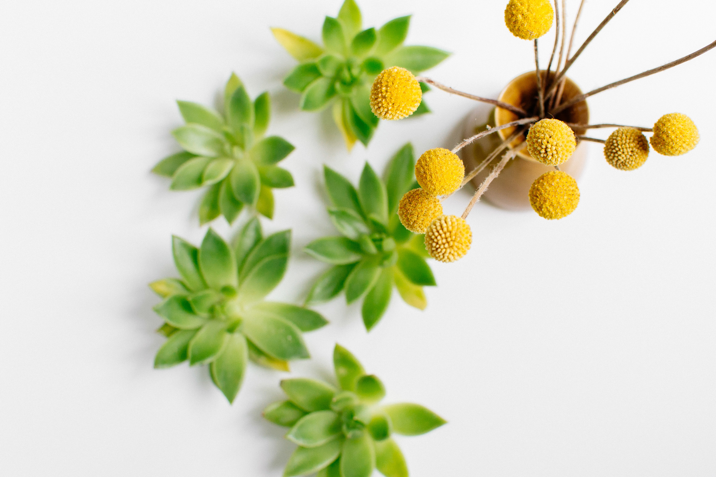 plants-13.jpg