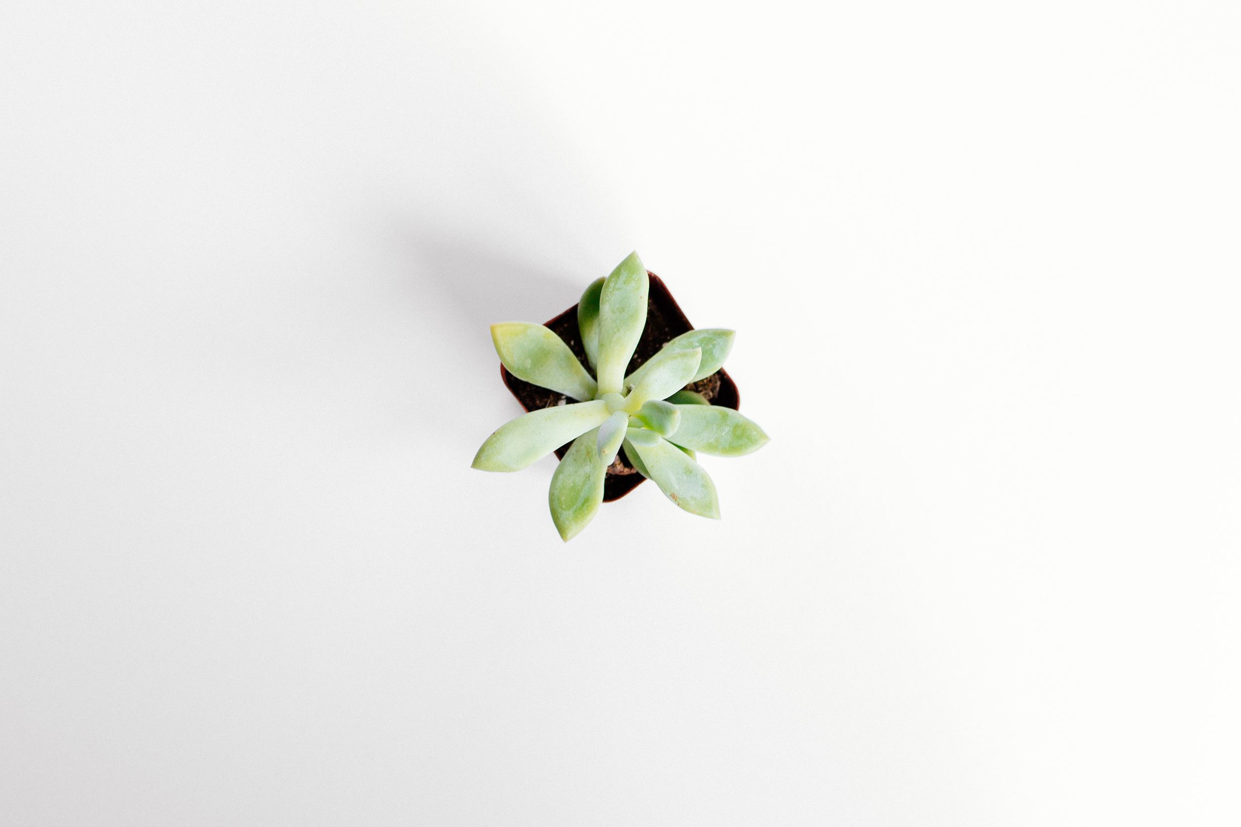 plants-20.jpg