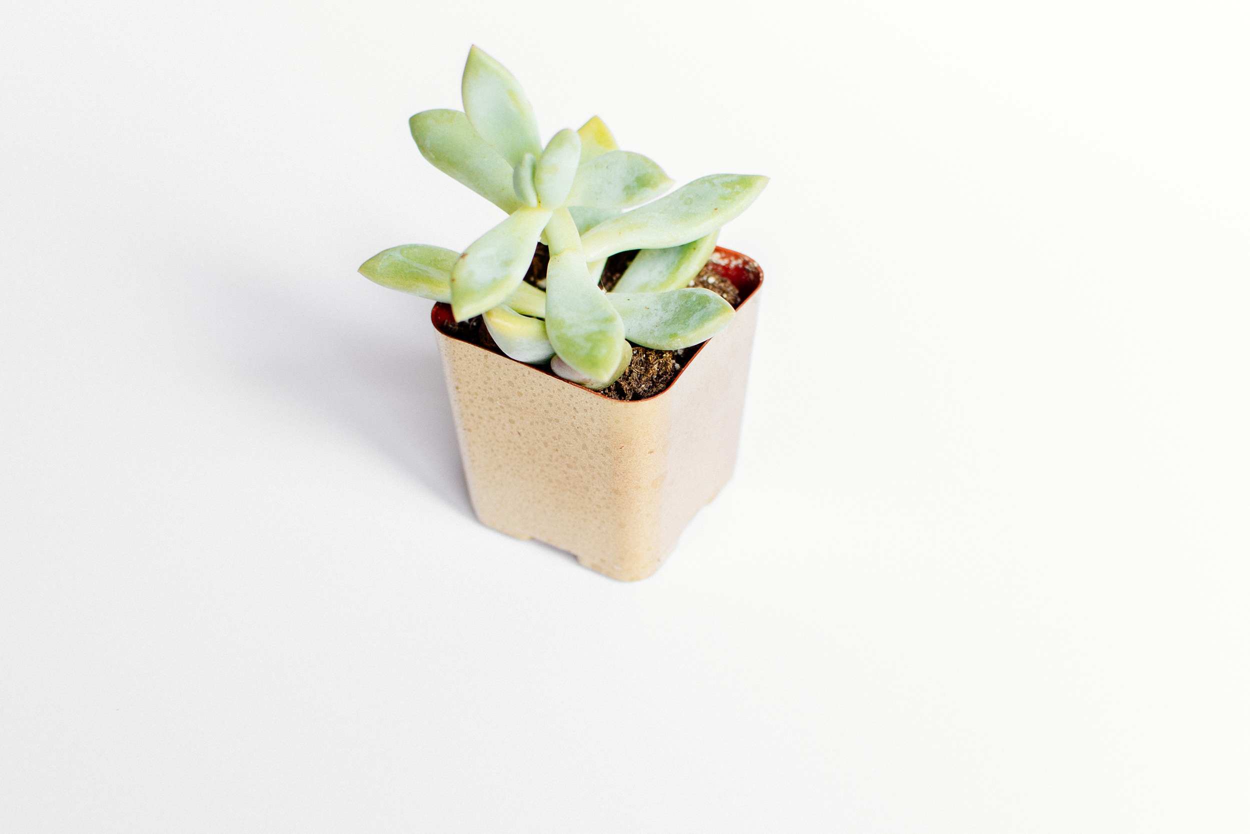 plants-21.jpg