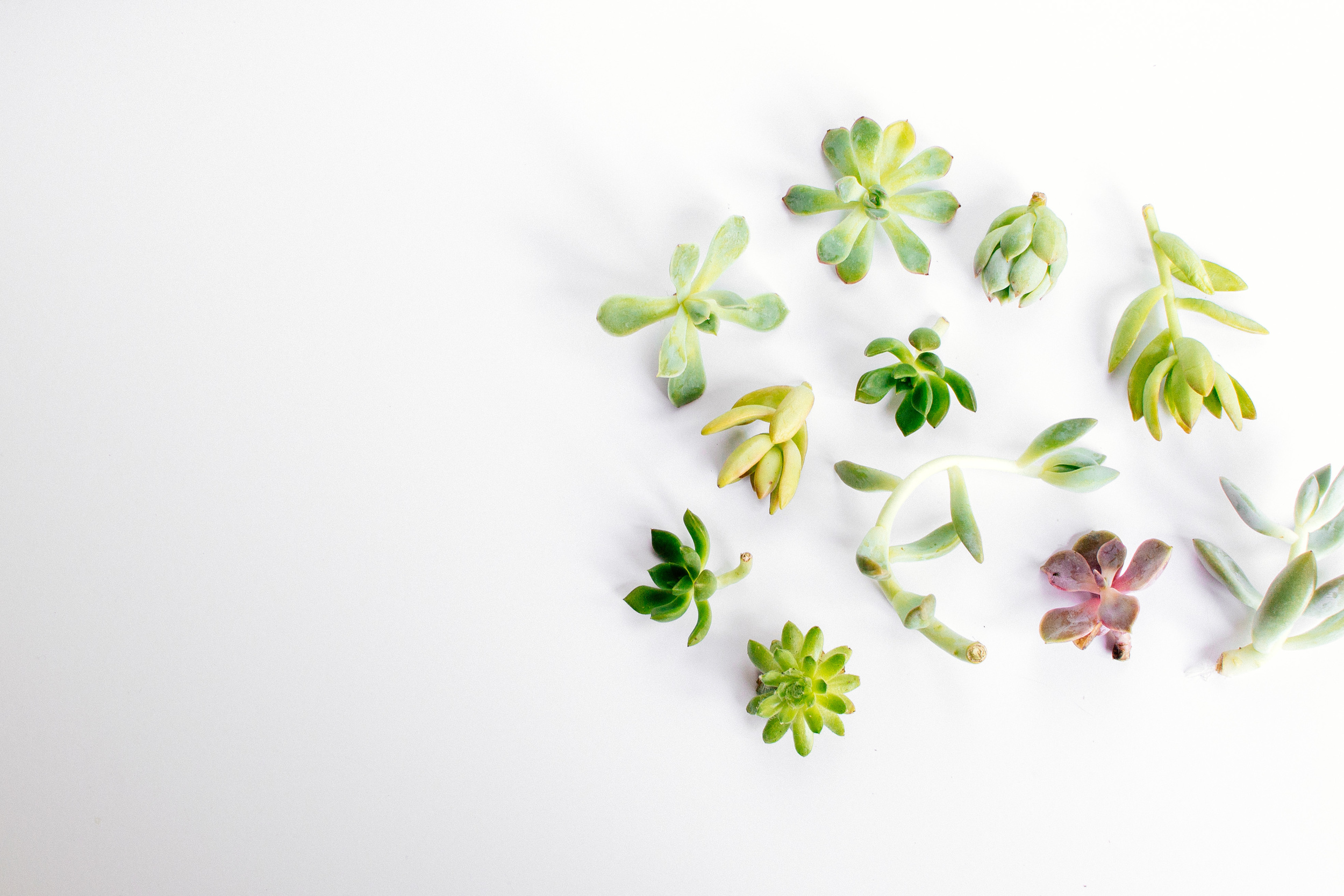 succulents-1.jpg