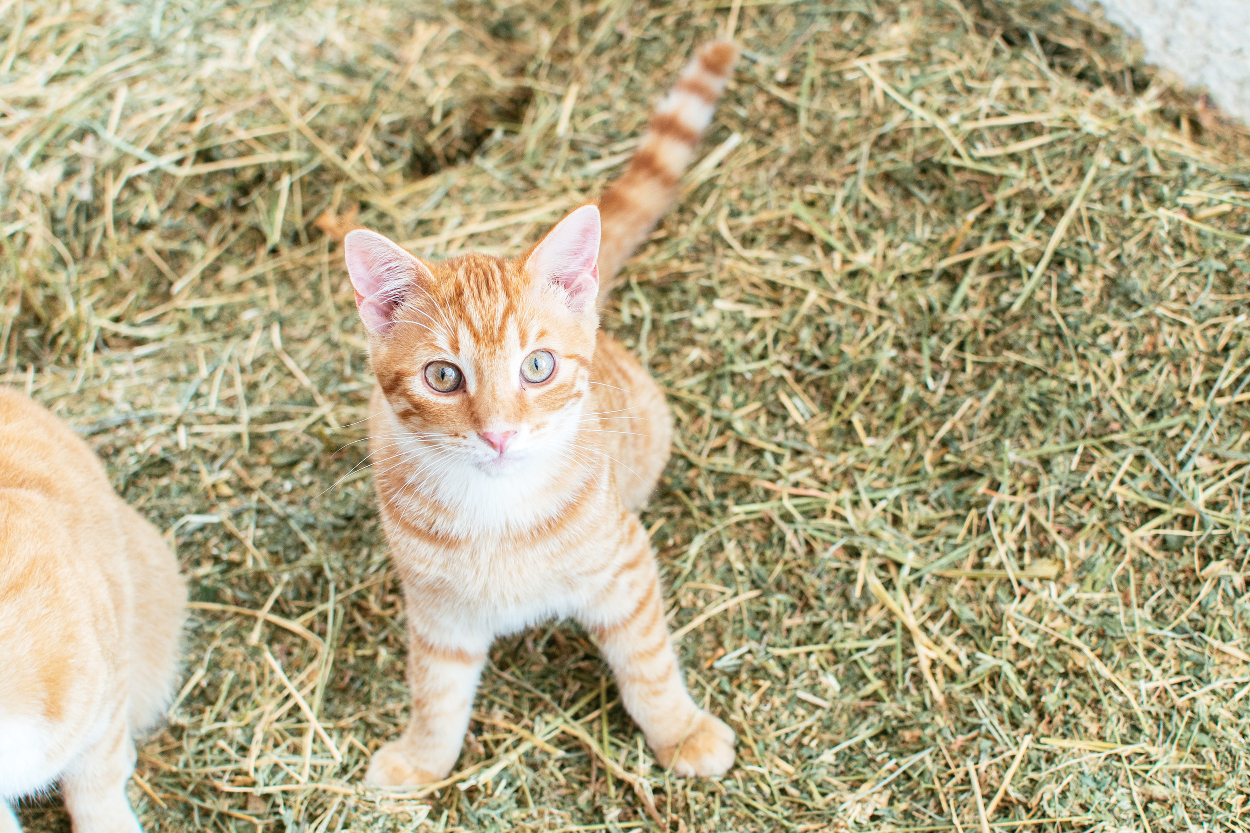 farm-4.jpg