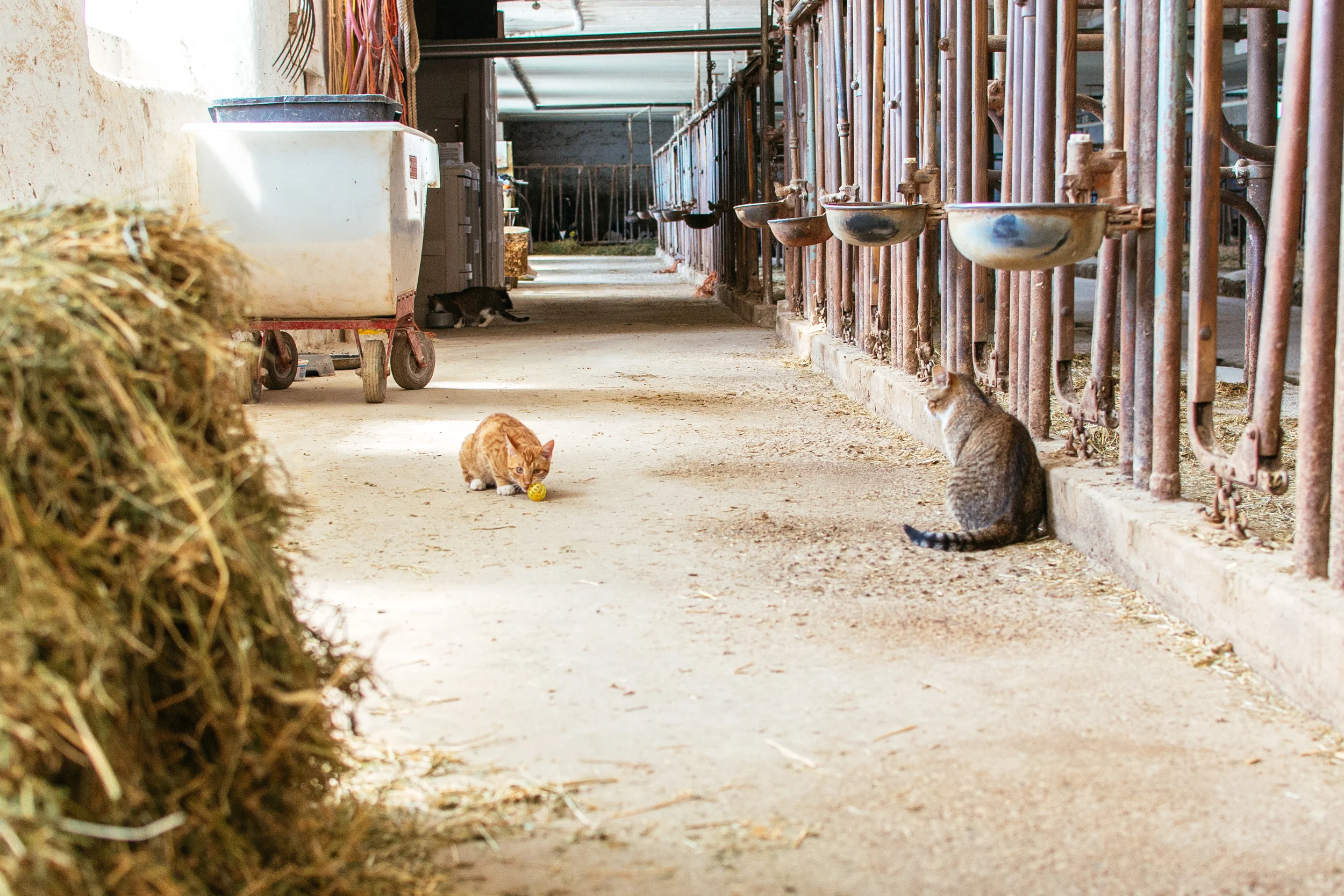 farm-9.jpg