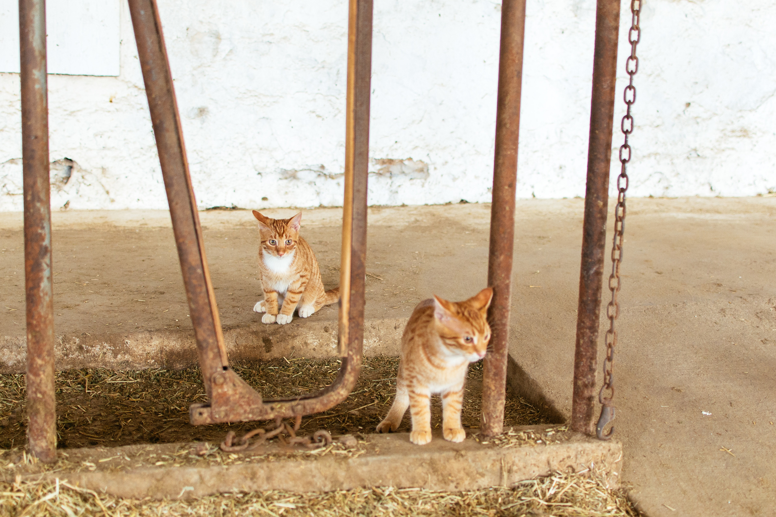 farm-12.jpg
