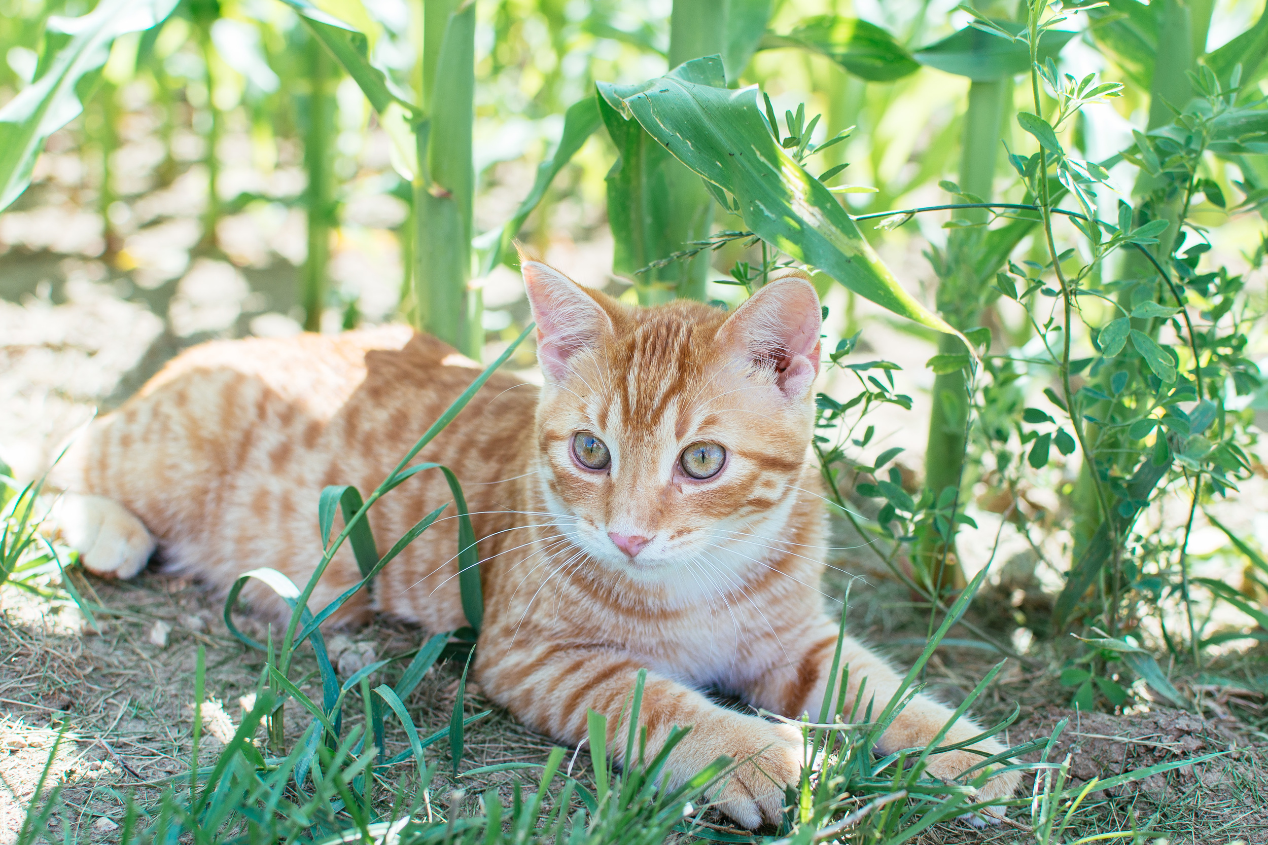 farm-20.jpg