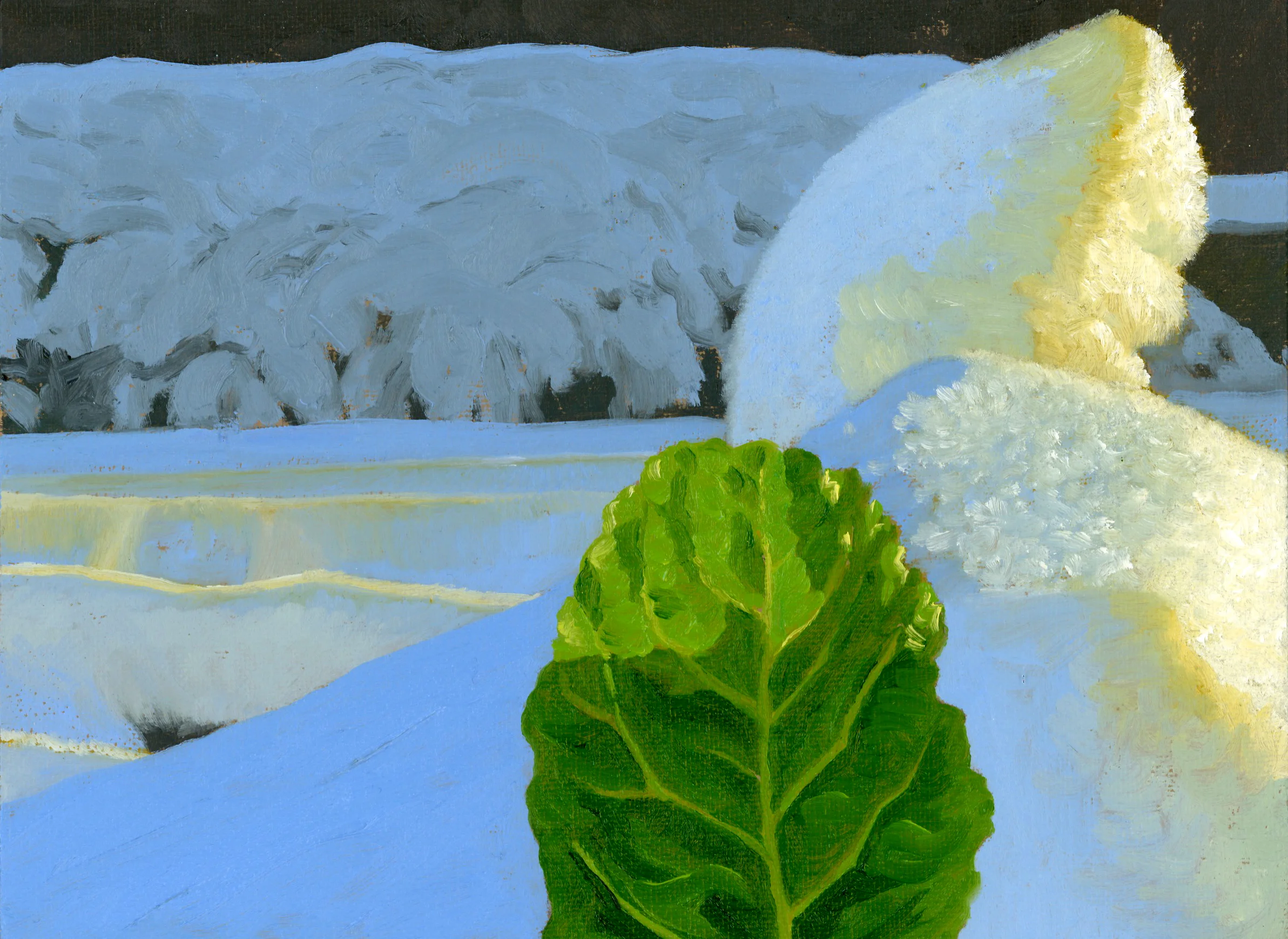 Chard in the Snow-1.jpg