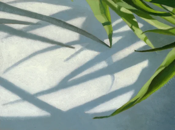 Plant shadow.jpg