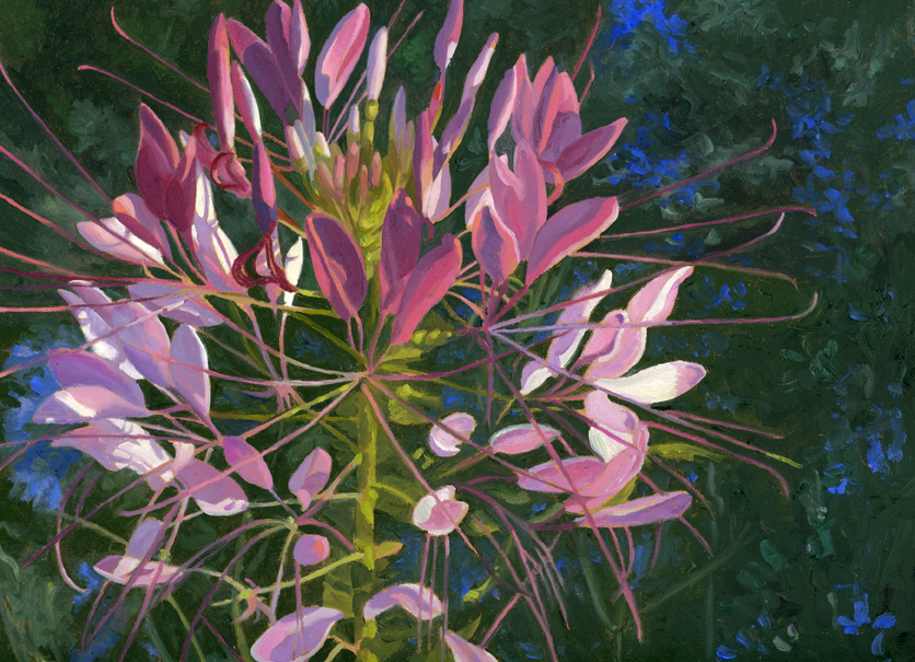 Cleome and Larkspur smaller.jpg