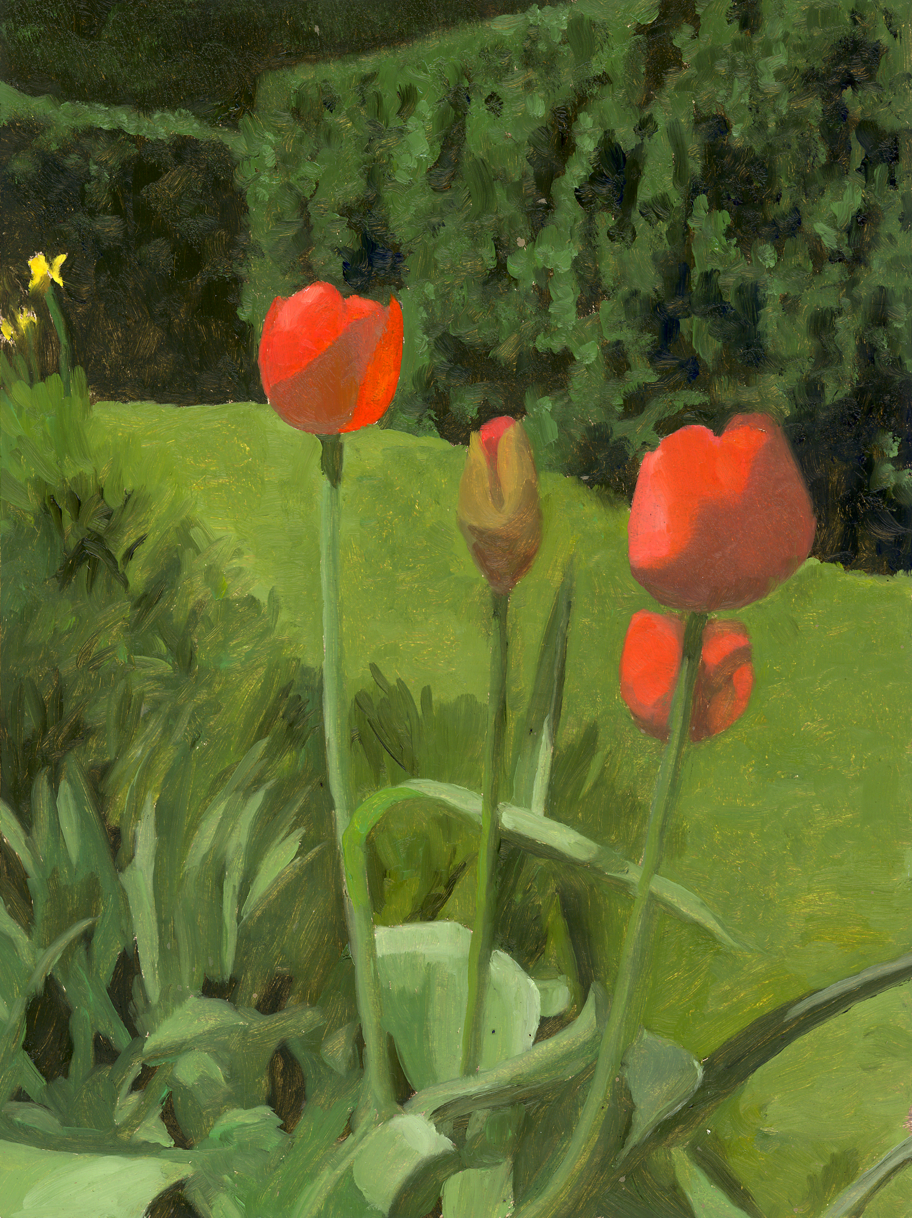 4 Tulips.jpg