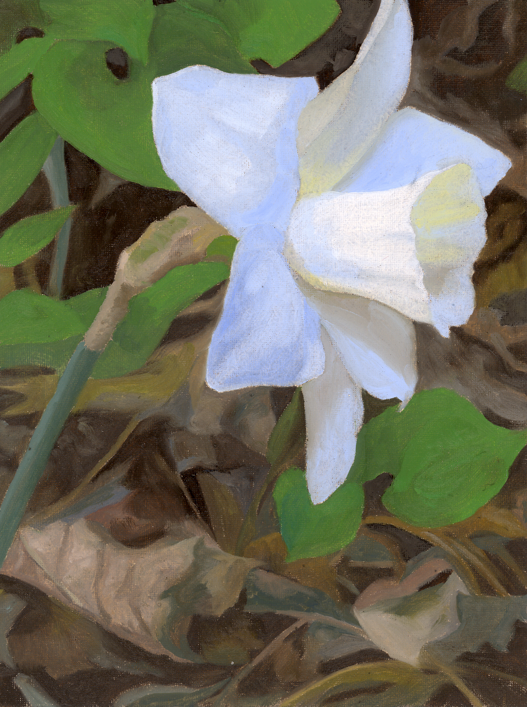 white daffodil.jpg
