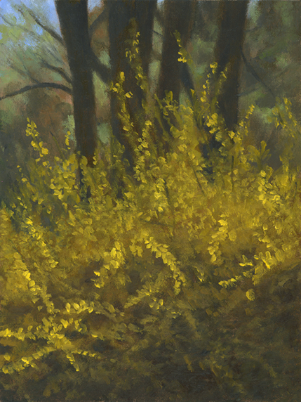 Forsythia This Year.jpg