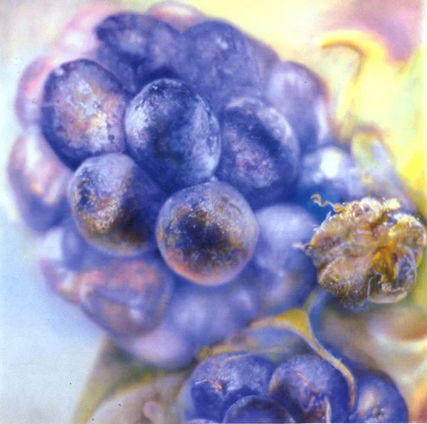 Brombeere