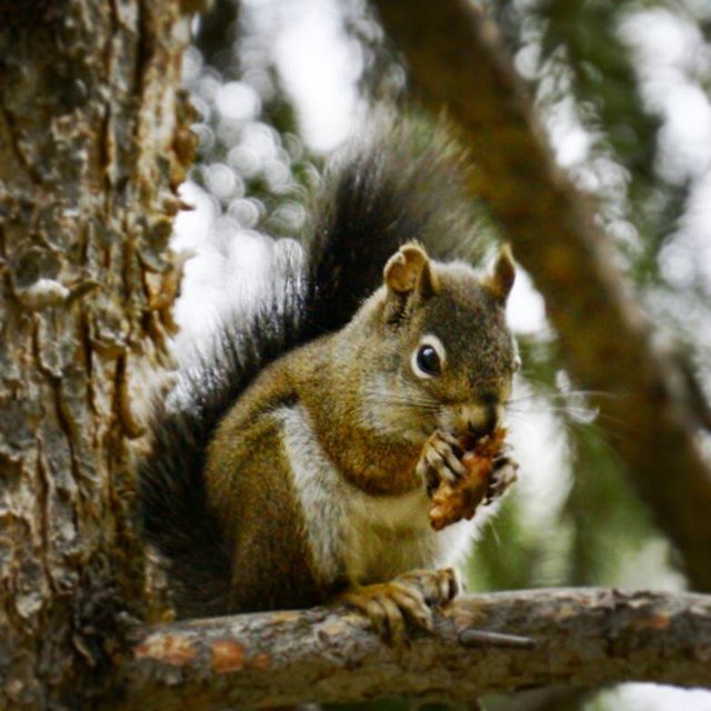 Gather your nuts! Winter’s coming Colorado! Andra’s PUN for this photo is: All this travel is driving me NUTS! We’re excited to get home tonight. #sonya7sii #missingcolorado #denver