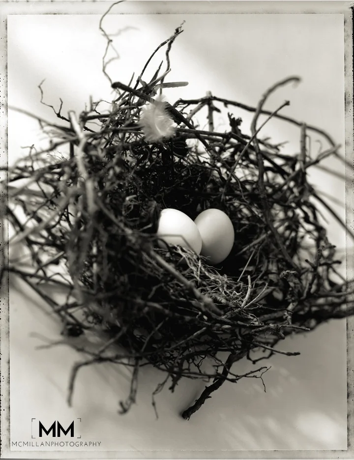 dove-nest.jpg