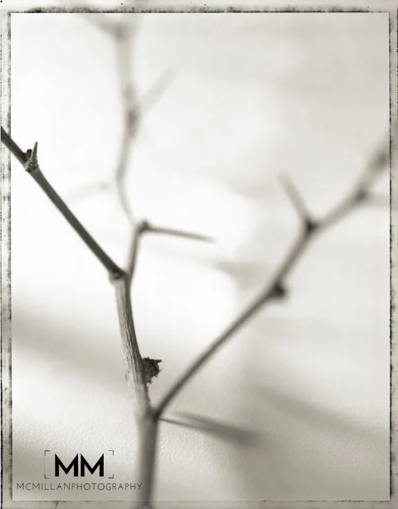 twig.jpg