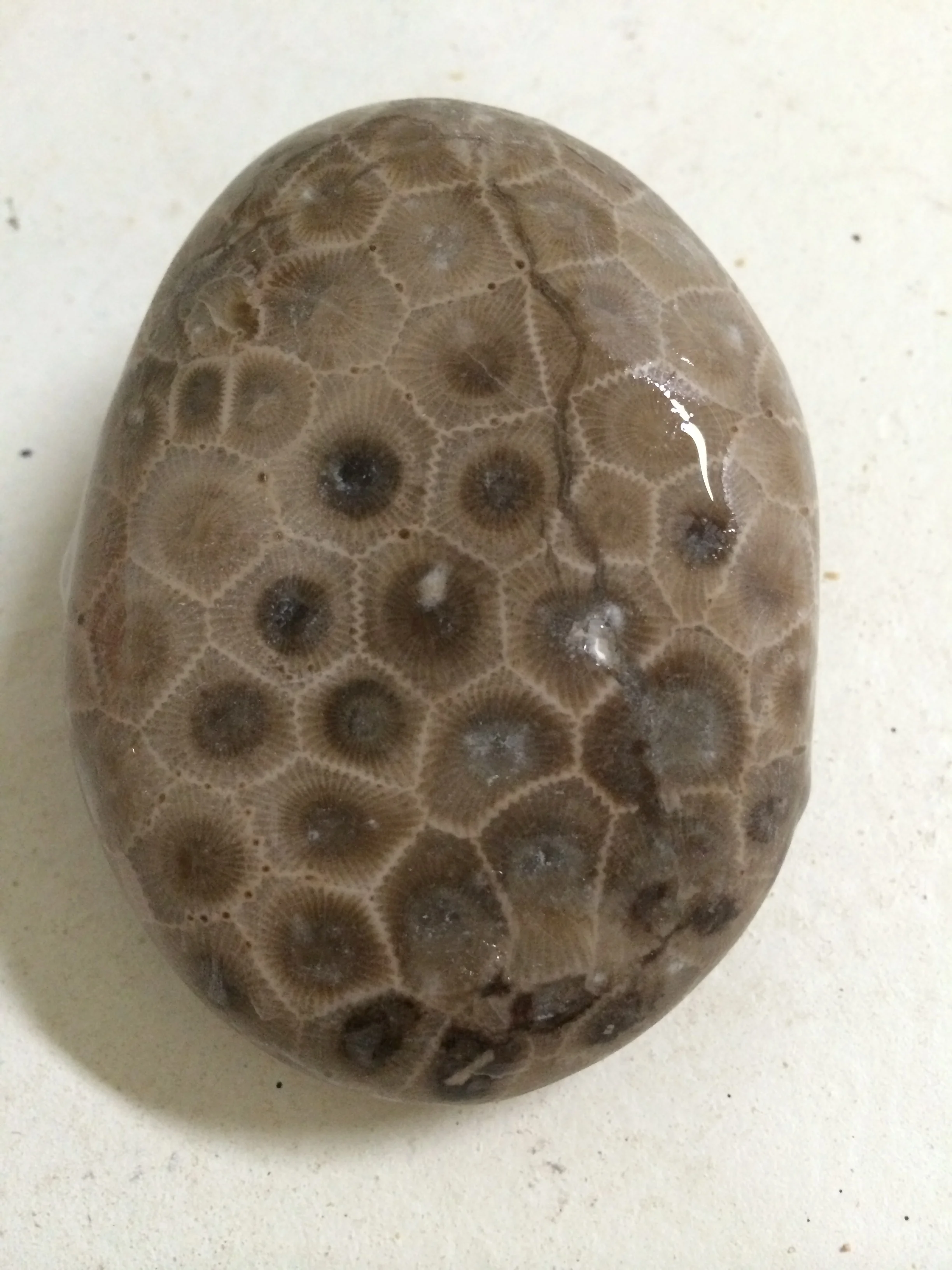 Definitive Guide to Finding Huge Petoskey Stones - by Todd Haulenbeek