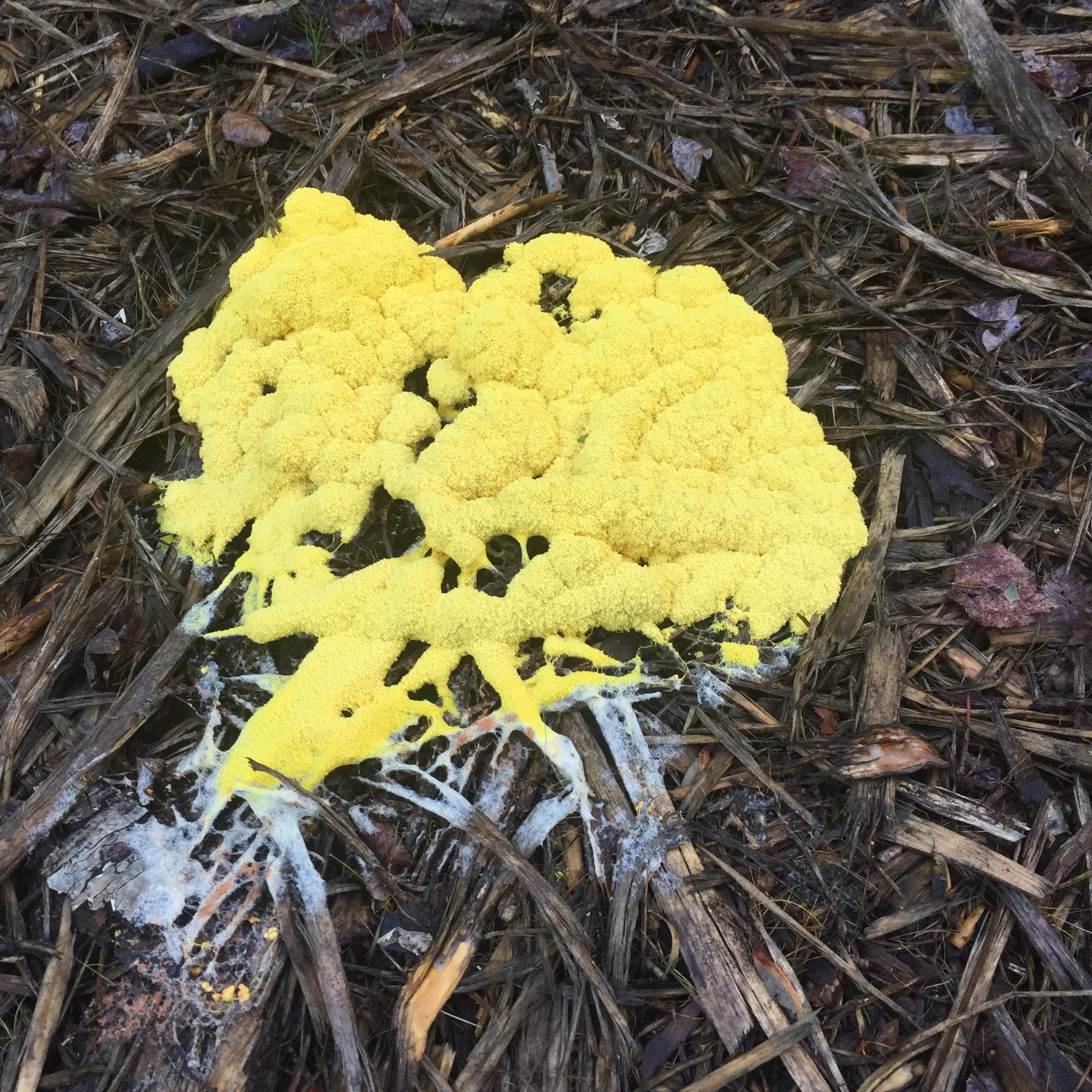 Day one. Appears overnight from apparently nothing.