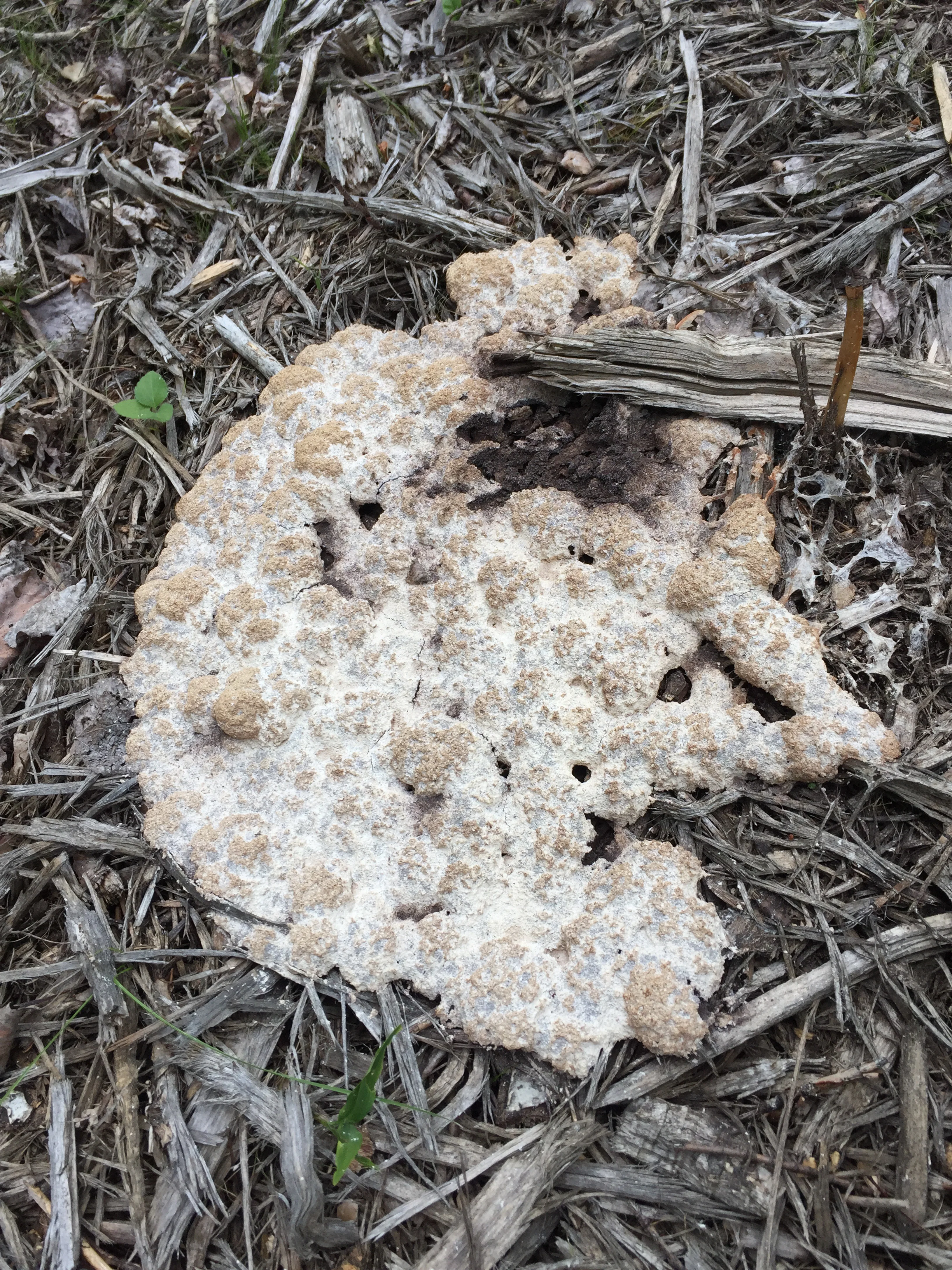 Several days old.&nbsp;