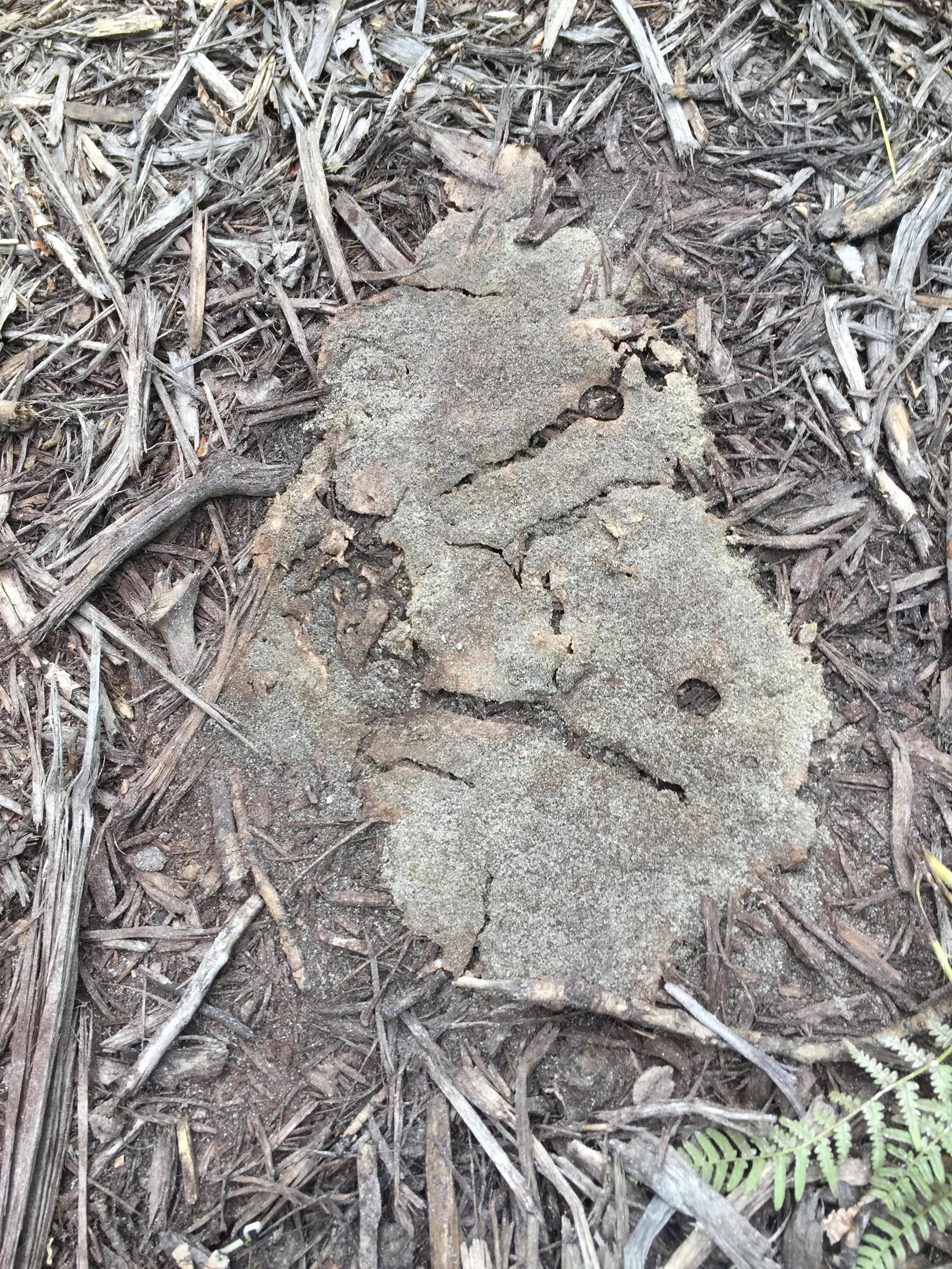 About a week old. Gone to seed (well, spores, actually).