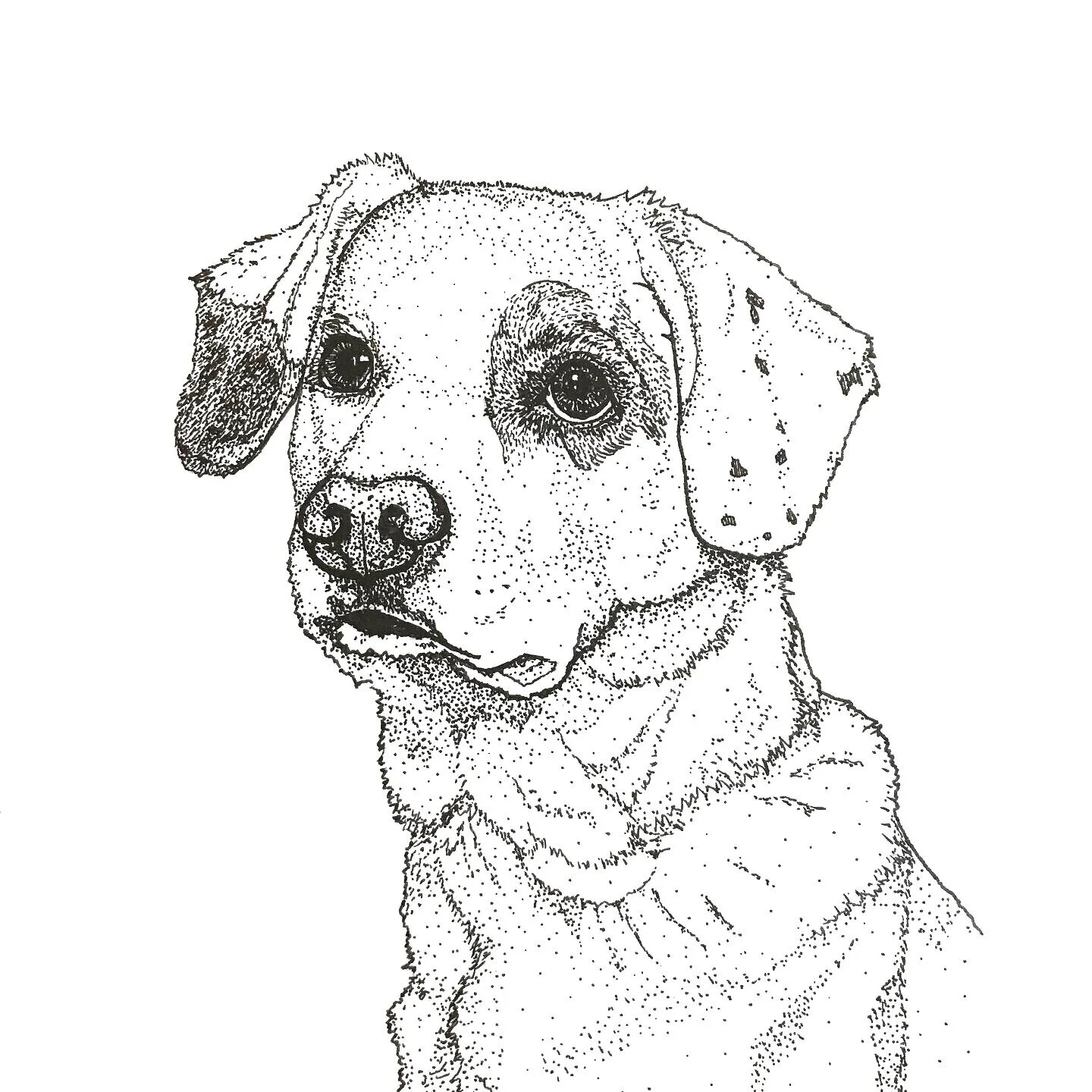 Ziggy, 5”x7,” India Ink