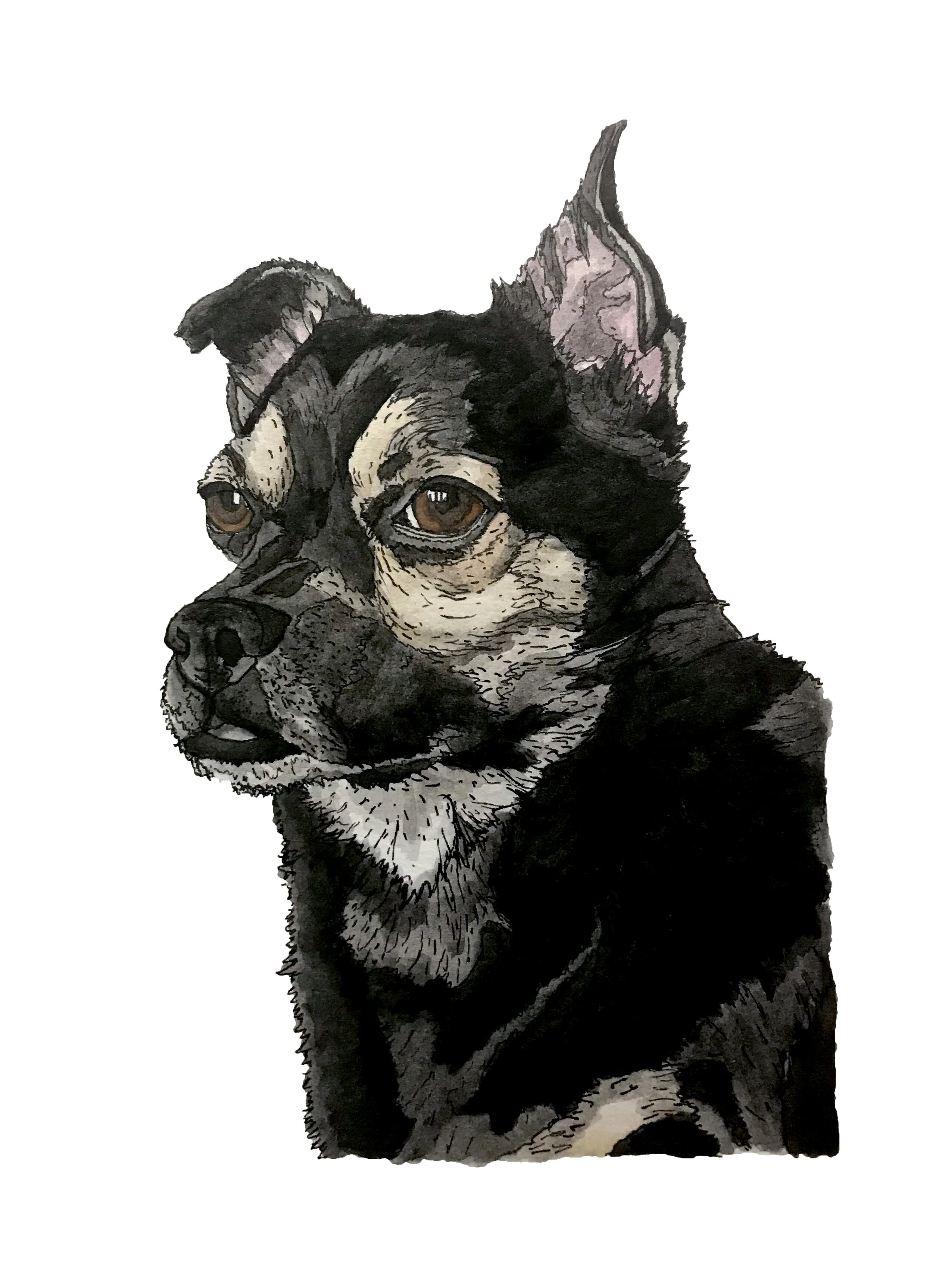 Bucky, 5”x7,” India Ink and Watercolor