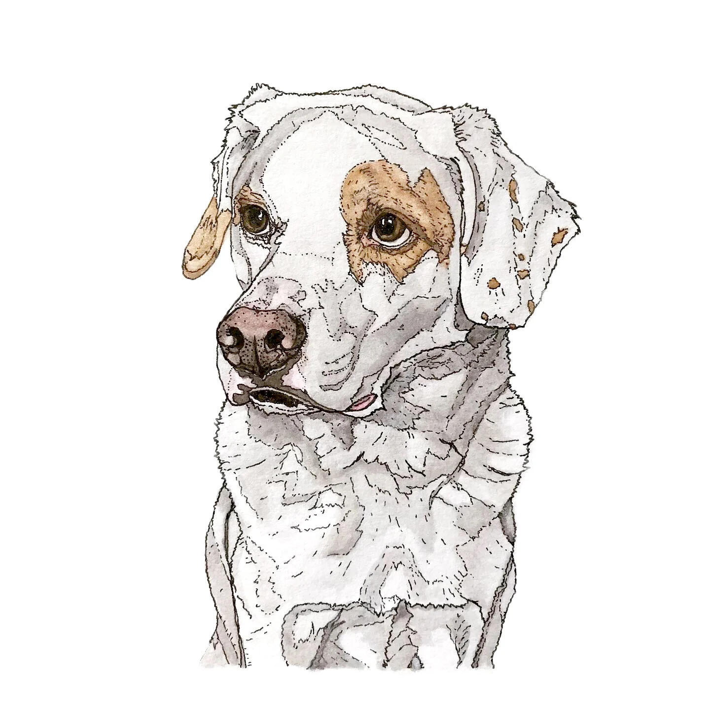 Ziggy-, 5”x7,” India Ink and Watercolor