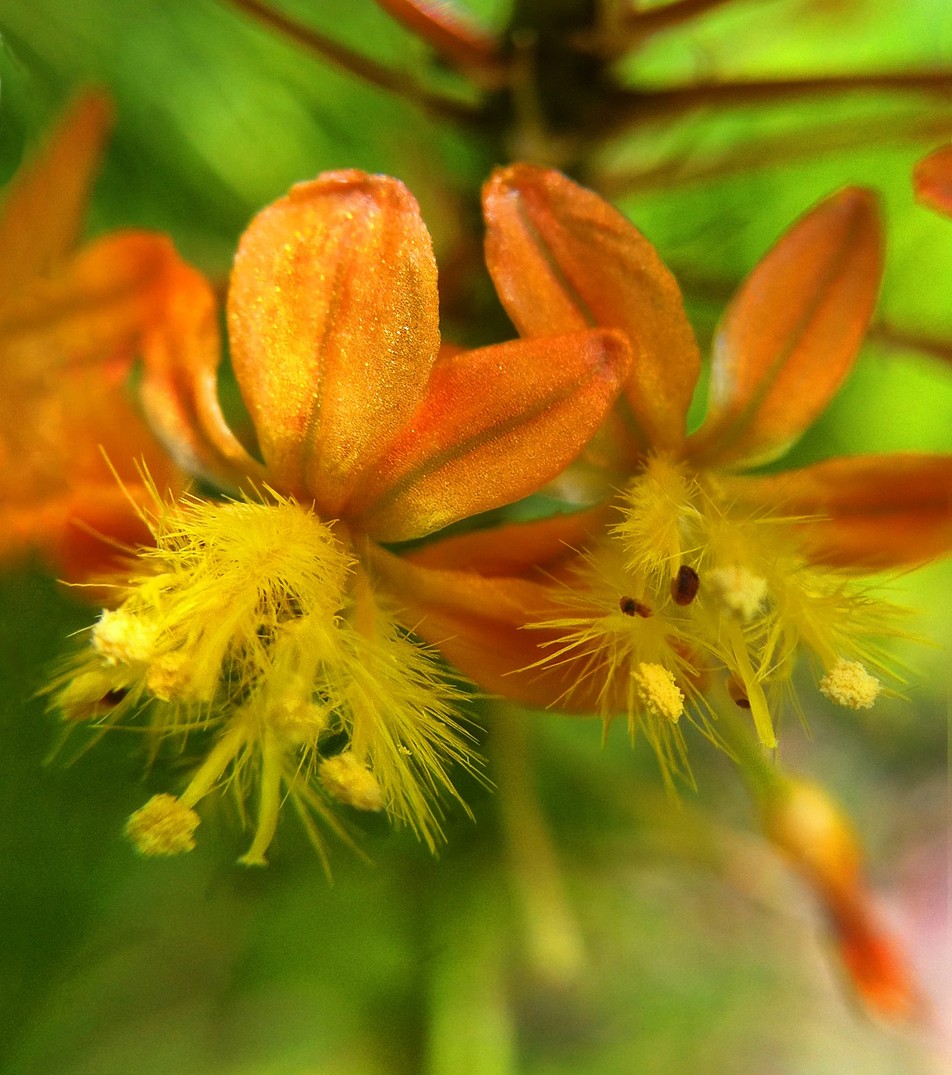 OrangeCandiedFlowersIMG_8763.jpg